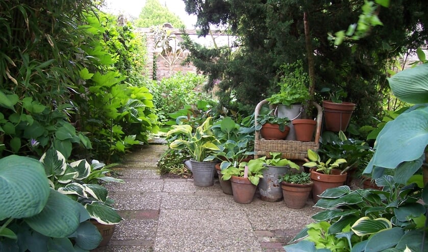 <p>In 'Hof te Ruurlo'is zijn ruim zeshonderd soorten hosta en ruim honderd soorten heuchera en heucherella te zien. Foto: PR </p>