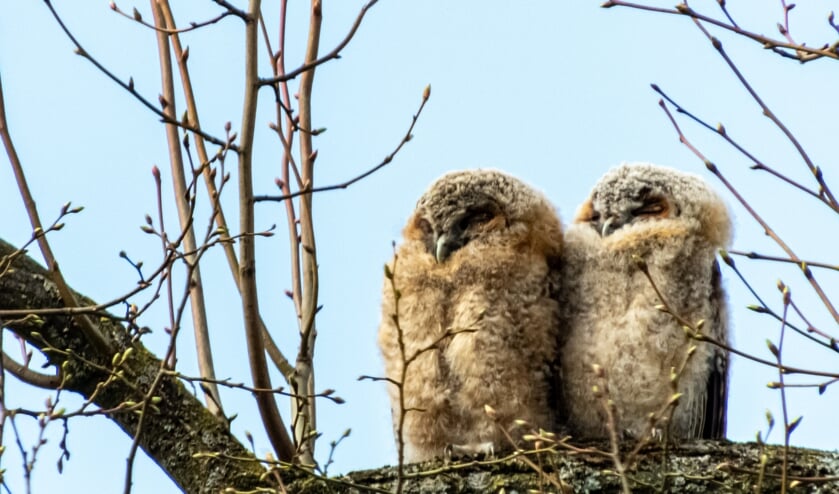 <p>Foto: Petra van Vliet</p>