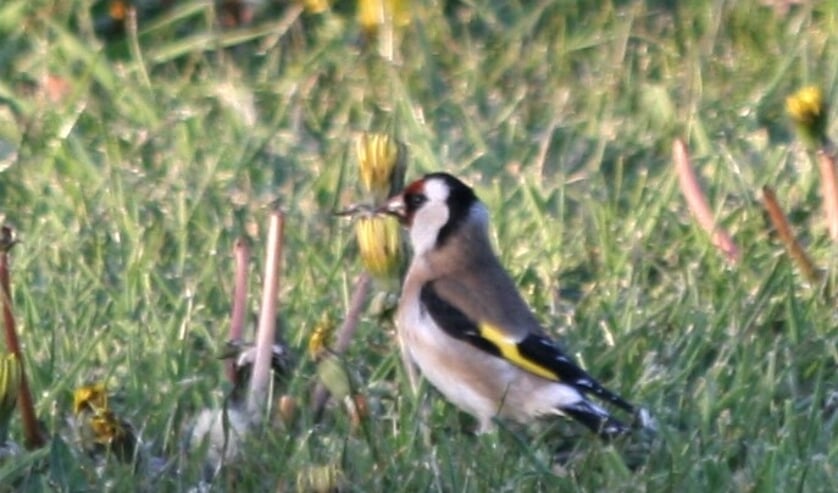 Een puttertje. Foto: Wilfred Moddejonge