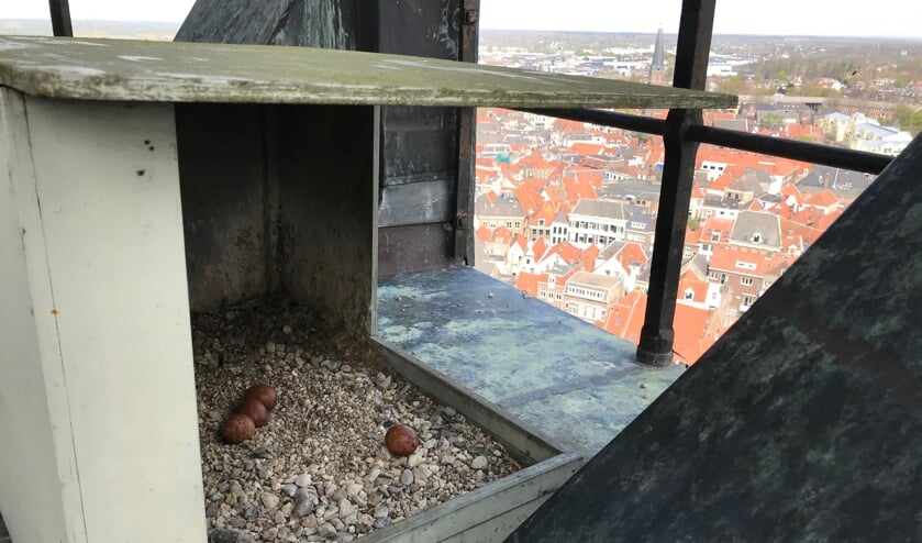 <p>De vier eieren in de nestkast in de toren van de Walburgiskerk kunnen elk moment uitkomen. De situatie is te precair om op 4 en 5 mei te vlaggen. Foto: Arjen Becht</p>