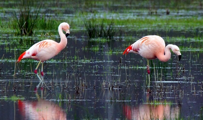 <p>Flamingo`s in het Aaltense Goor. Foto: Herman Vreeman</p>