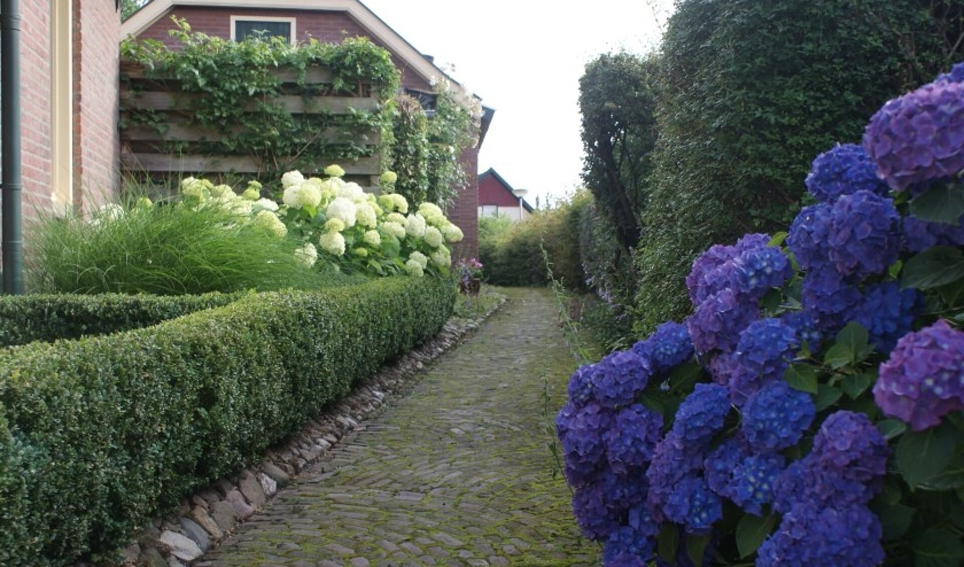 Een Aaltens Gängeske met hortensia's. Foto: PR