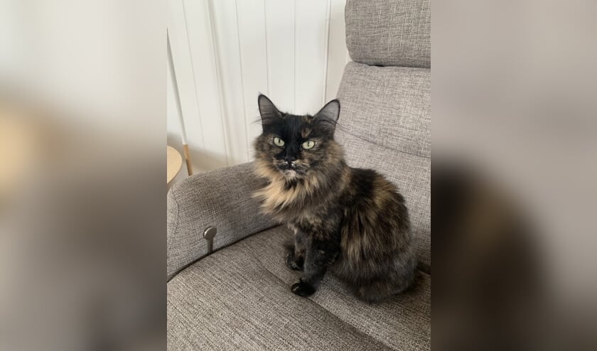 Poes Mia wordt vermist in Neede. Foto: PR