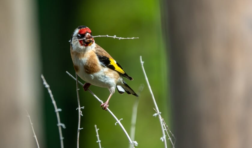 Druk met zoeken van materiaal voor het nest. Foto: Ruud Hilhorst