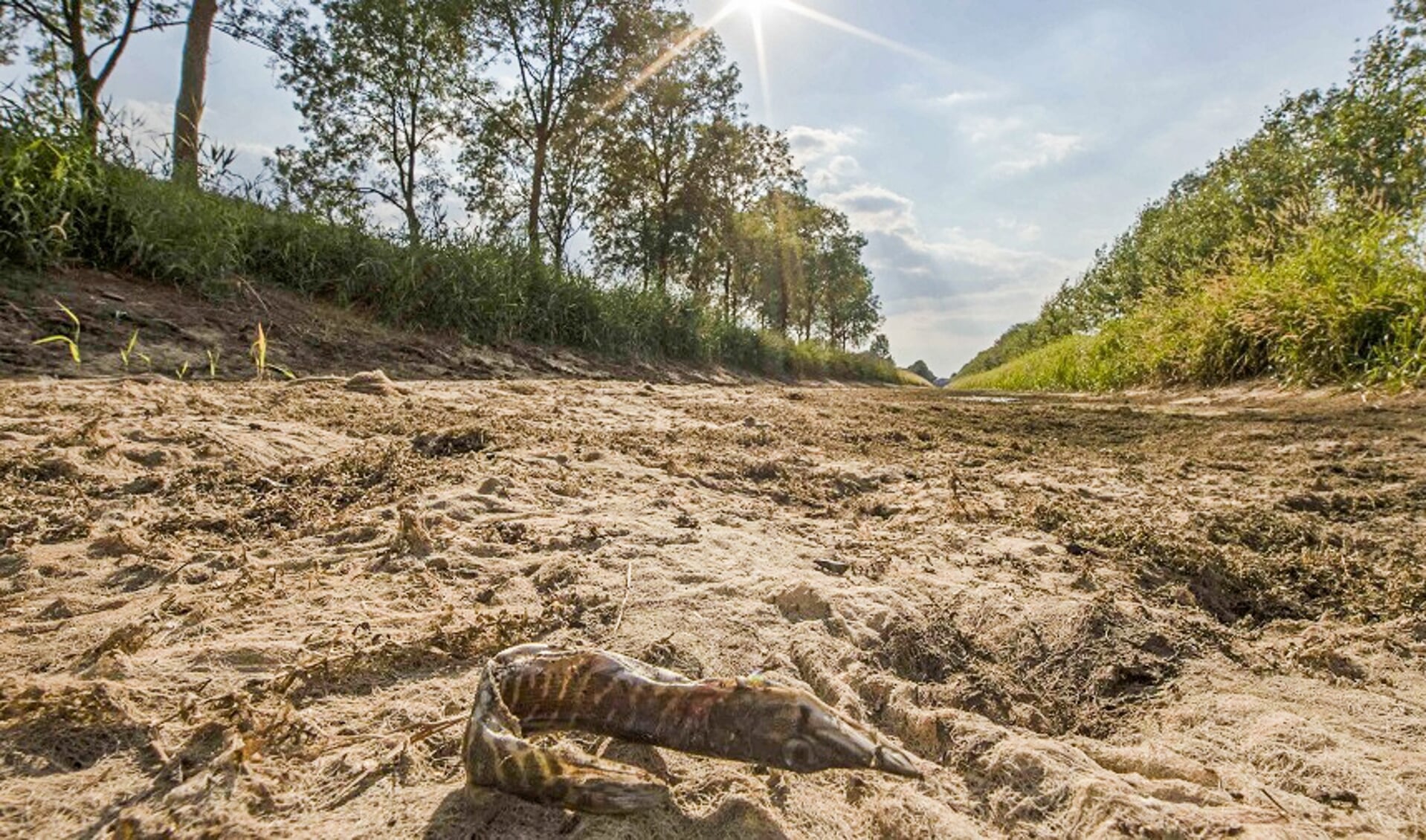 De drooggevallen Bielheimerbeek in de Achterhoek in de zomer van 2018. Foto: Waterschap Rijn en IJssel