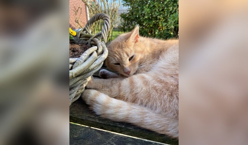 <p>Kater Max. Foto: PR</p>