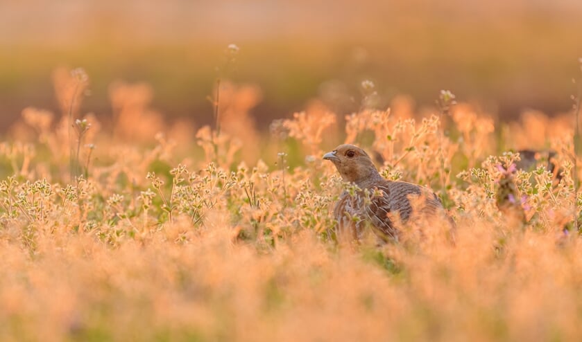 <p>Een patrijs zit verstopt tussen de vegetatie in het tegenlicht van de ondergaande zon. Fot: Jeroen van Wijk</p>