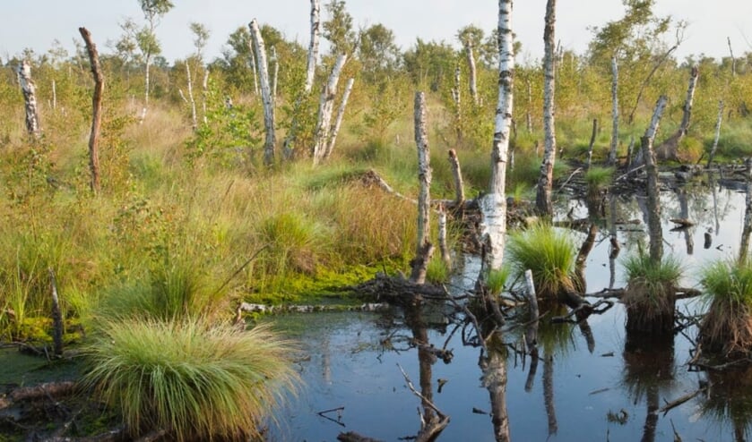 Er woonde en groep onderduikers in het Korenburgerveen. Foto: Natuurmonumenten