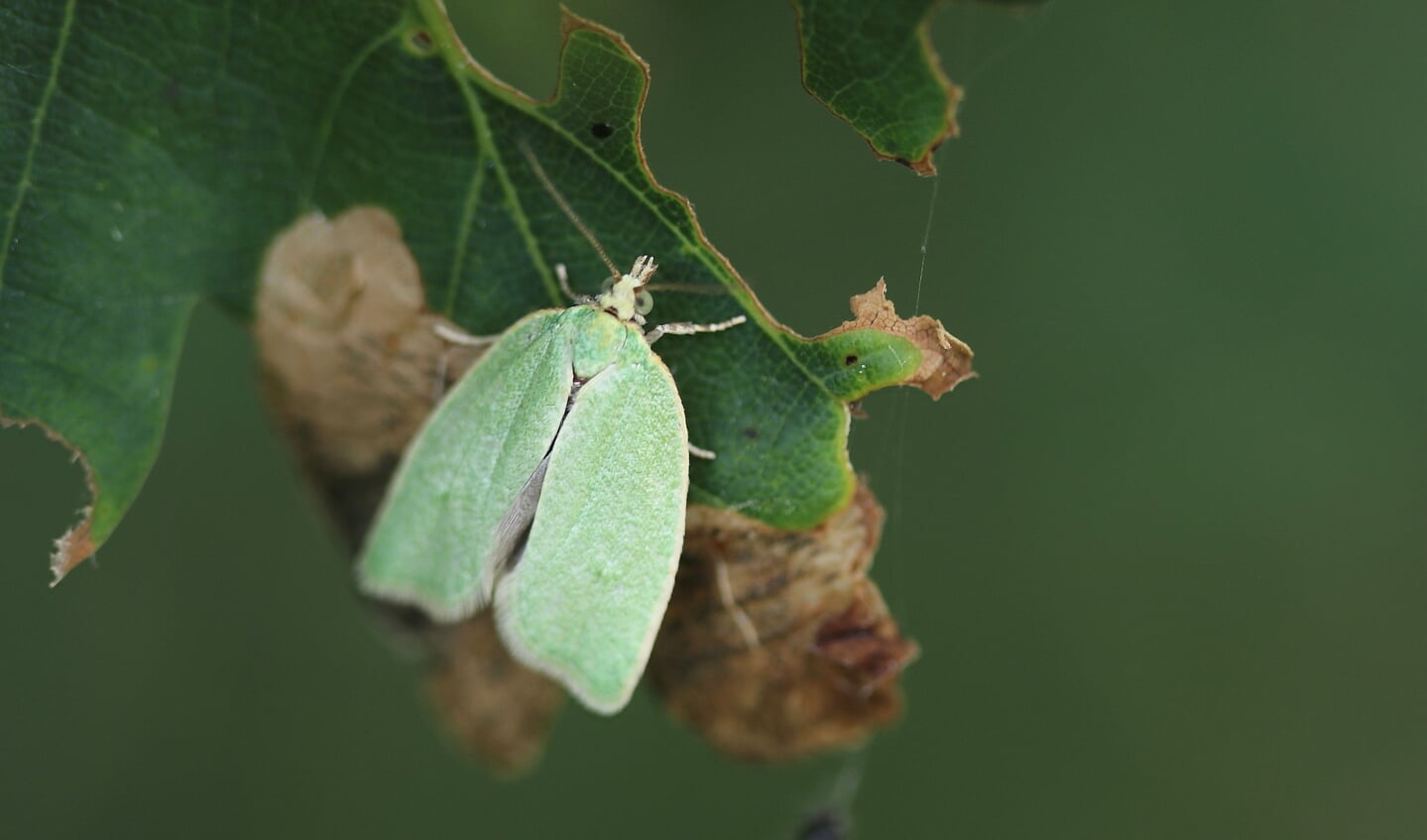 Een groene eikenbladroller. Je ziet de vlindertjes soms in groten getale rond eikenbomen dansen. Foto: Sander Grootendorst