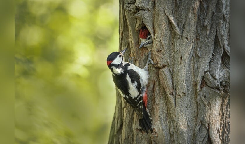 <p>Foto: Monique Takke </p>