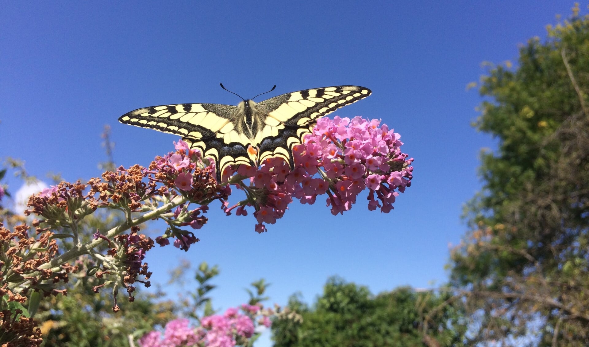 In vlindertuin De Hemelsleutel zijn dit jaar 29 koninginnenpages uitgevlogen. Foto: PR