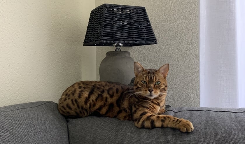 <p>Rico is een Bengaal met het uiterlijk van een tijger; hij wordt vermist in Borculo. Foto: PR</p>