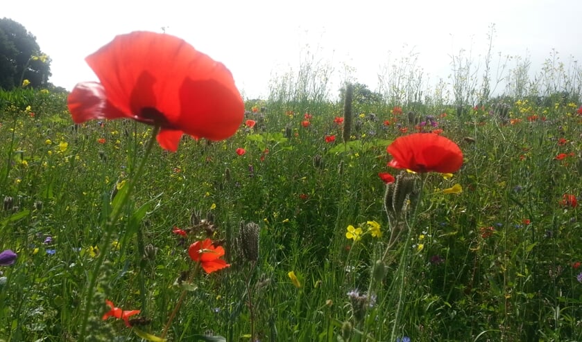 Bloemenrijke Akkerranden. Foto: PR