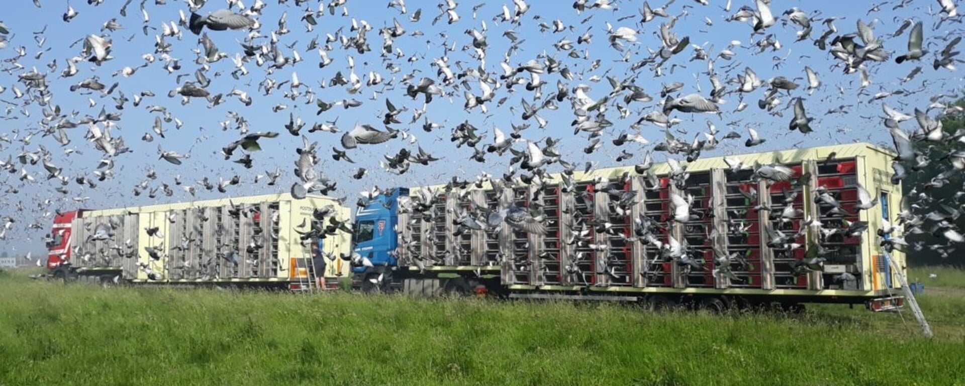 Het lossen van duiven, op naar huis. Foto: PR