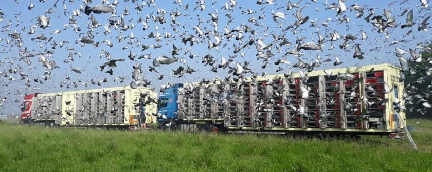 <p>Het lossen van duiven, op naar huis. Foto: PR</p>