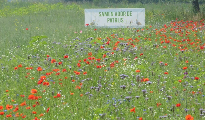 Bloemenzee op terrein voormalig asielzoekerscentrum. Foto: Bernhard Harfsterkamp