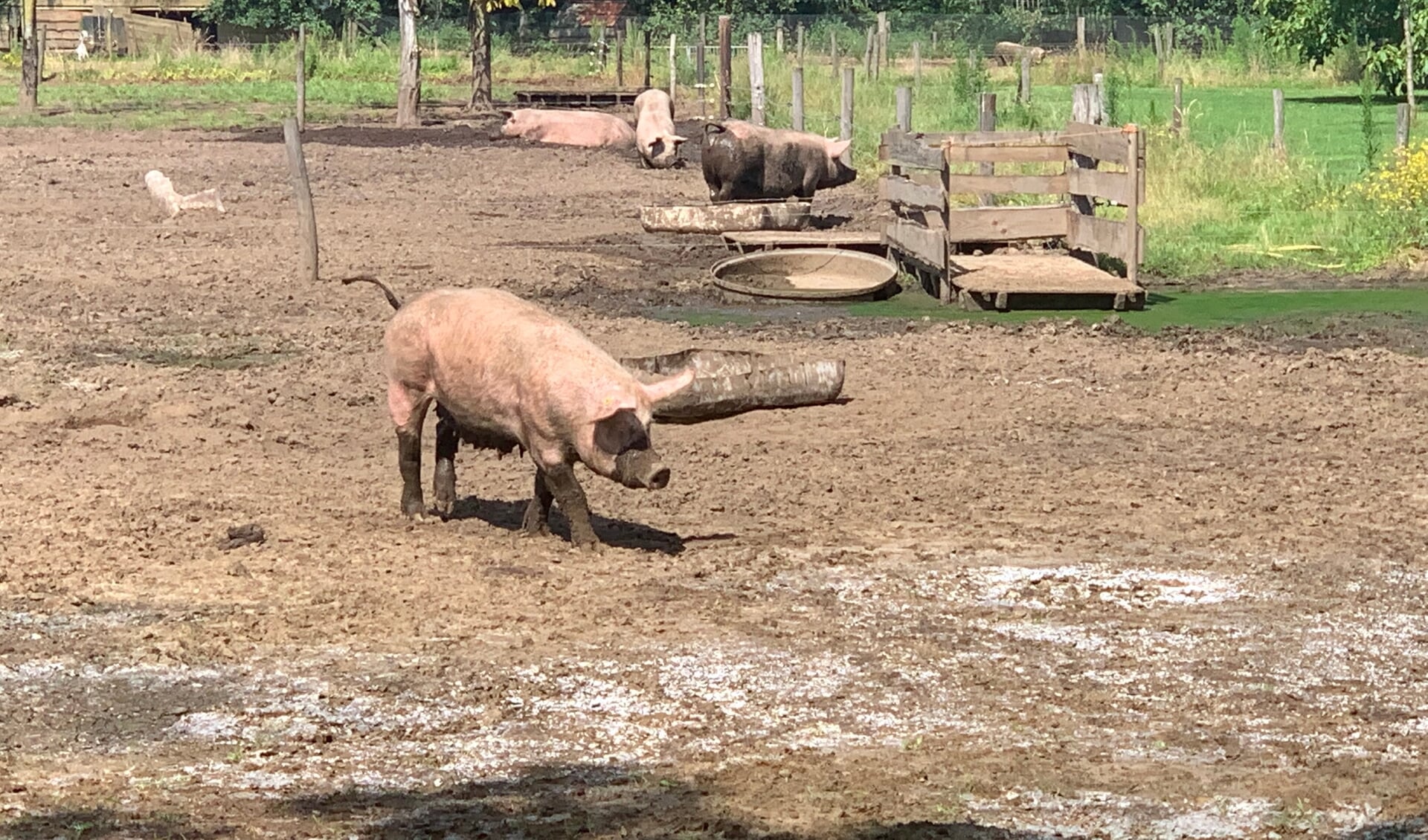Varkens lopen vrijuit in de modderweide van boer Westerveld. Foto: PP