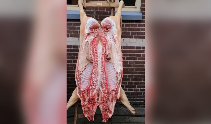 <p>Wanneer in de vorige eeuw een varken op de boerderij geslacht was door huisslachters dan kwam het op een ladder te hangen. Foto: Achterhoekfoto.nl/Henk Oltvoort.</p>