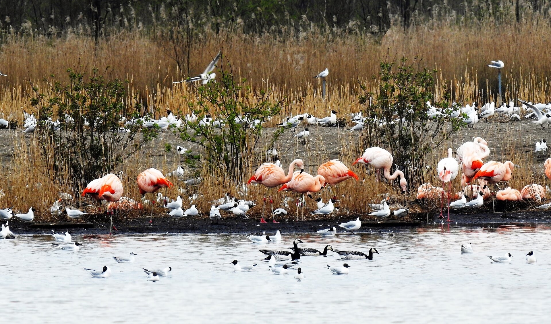 Een foto van de flamingo’s in het Zwillbrocker Venn uit de collectie van Jos Korenromp. Foto: PR