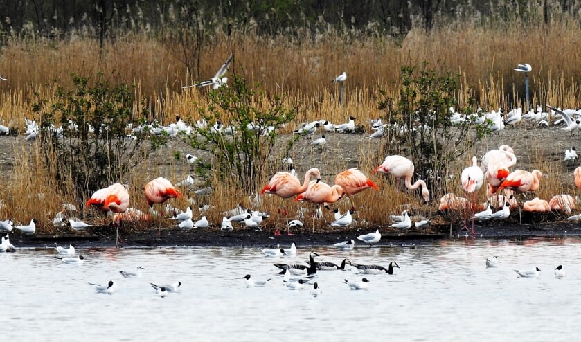 <p>Een foto van de flamingo’s in het Zwillbrocker Venn uit de collectie van Jos Korenromp. Foto: PR</p>