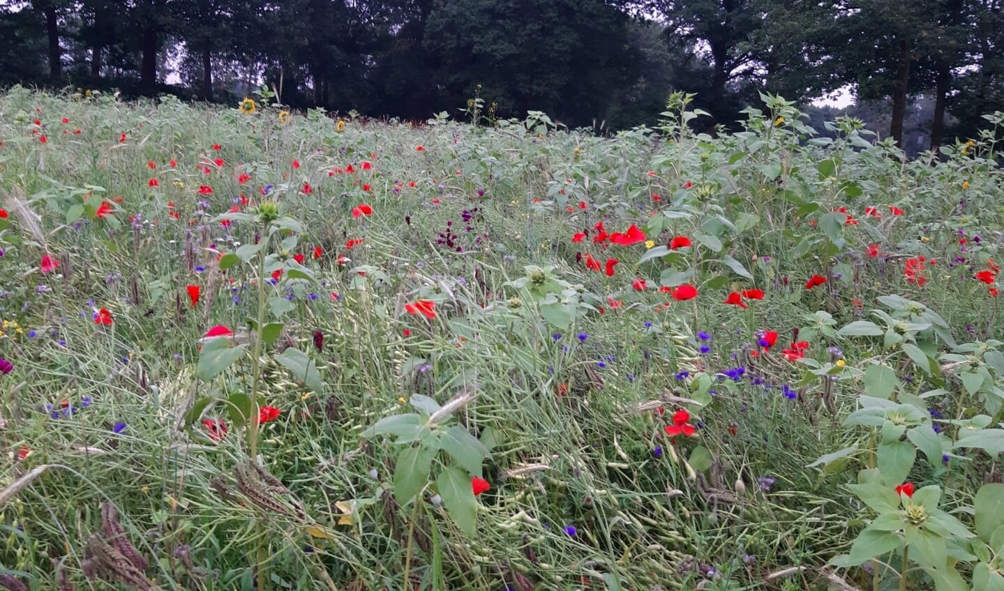 Het was mooi om te zien dat de verschillende zaaimengsels, grondslagen, waterrijke of juist waterarme plekken een hele verschillende uitwerking hebben gehad op de gezaaide bloemen en planten. Foto: PR.
