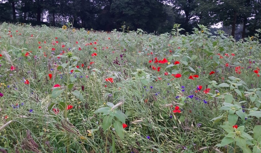 <p>Het was mooi om te zien dat de verschillende zaaimengsels, grondslagen, waterrijke of juist waterarme plekken een hele verschillende uitwerking hebben gehad op de gezaaide bloemen en planten. Foto: PR.</p>