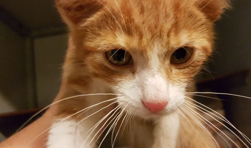 Twee kittens gevonden. Foto: PR