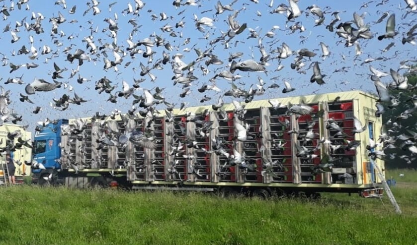 Het lossen van duiven, op naar huis. Foto: PR
