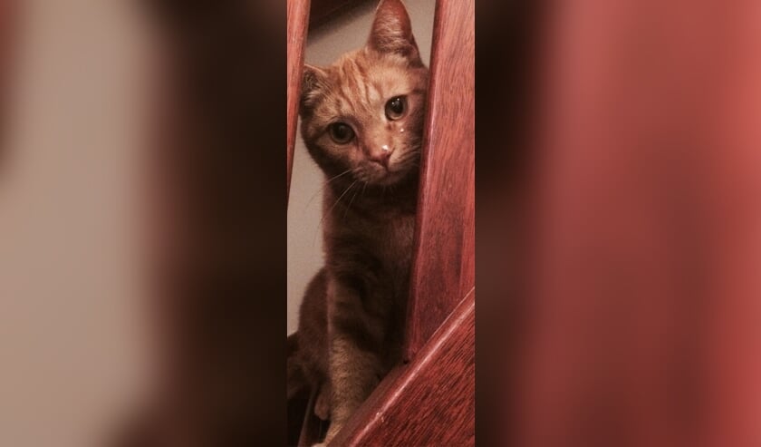 <p>Kater Willem. Foto: eigen foto</p>