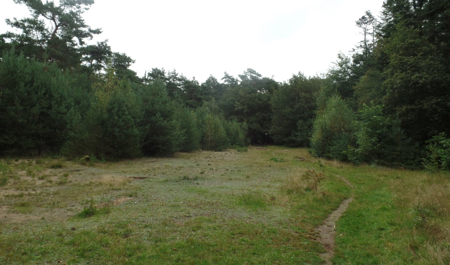 De nog kleine open plek in 't Rijkenbargse bos waar in het verleden de openluchtspelen werden opgevoerd. Foto: Jan Hendriksen, 
