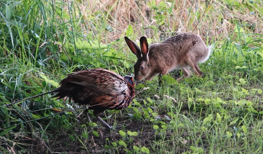 Ontmoeting tussen fazant en haas. Foto: Arend Heideman