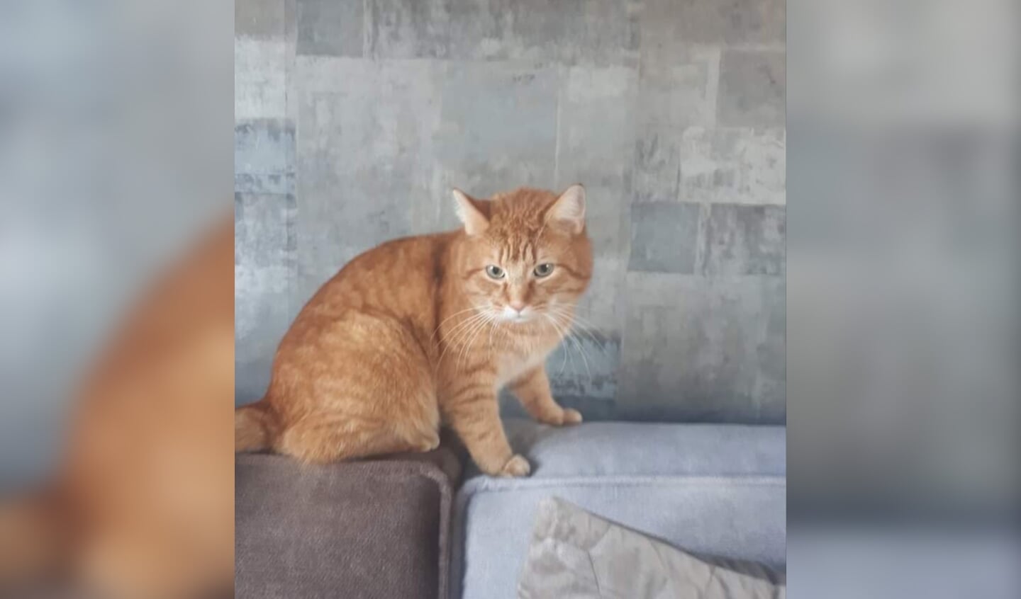 Kater Puck wordt vermist. Foto: PR