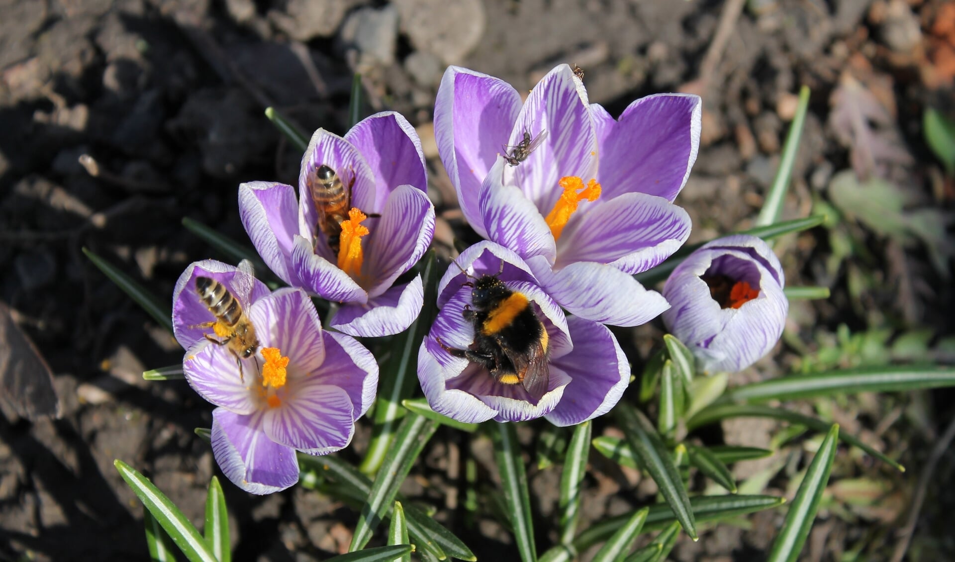 De krokus is een bron van stuifmeel voor hommel en honingbijtjes. Foto: Bijenstichting
