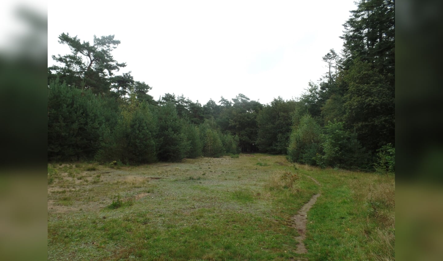 De nog kleine open plek in 't Rijkenbargse bos waar in het verleden de openluchtspelen werden opgevoerd. Foto: Jan Hendriksen, 