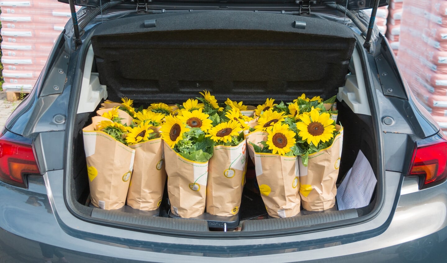 Een kofferbak vol zonnebloemen. Foto: Henk Derksen
