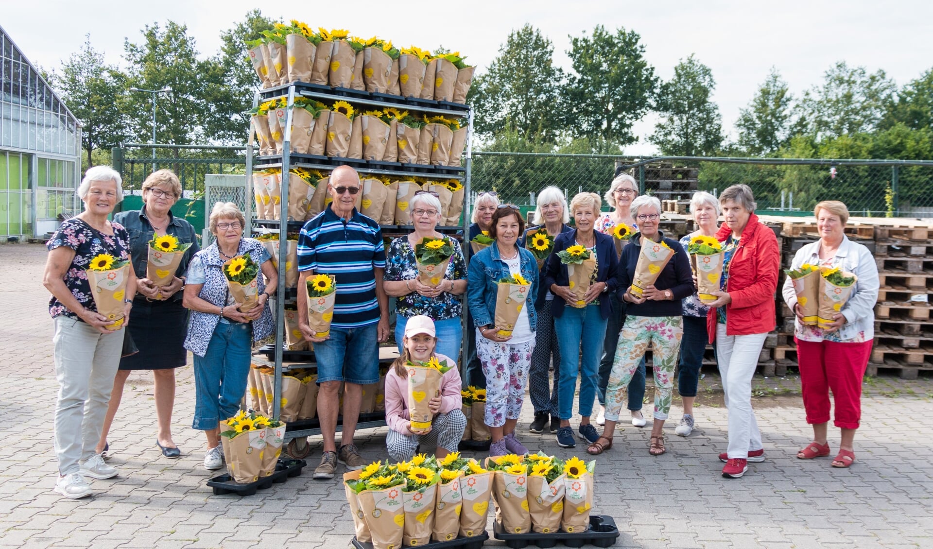 De vrijwilligers halen de zonnebloemen op bij Tuinland in Wilp. Foto: Henk Derksen