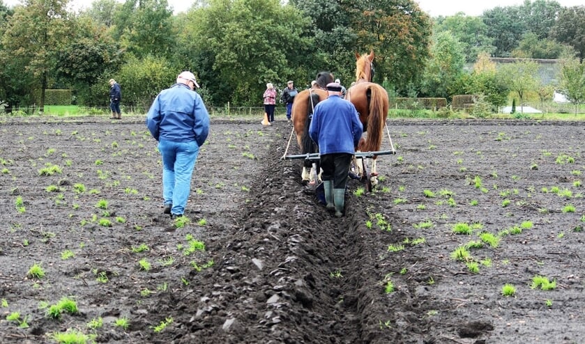 <p>Strakke ploegvoren; een stukje vakmanschap dat een kleine groep mensen nog in de vingers heeft. Foto: PR </p>