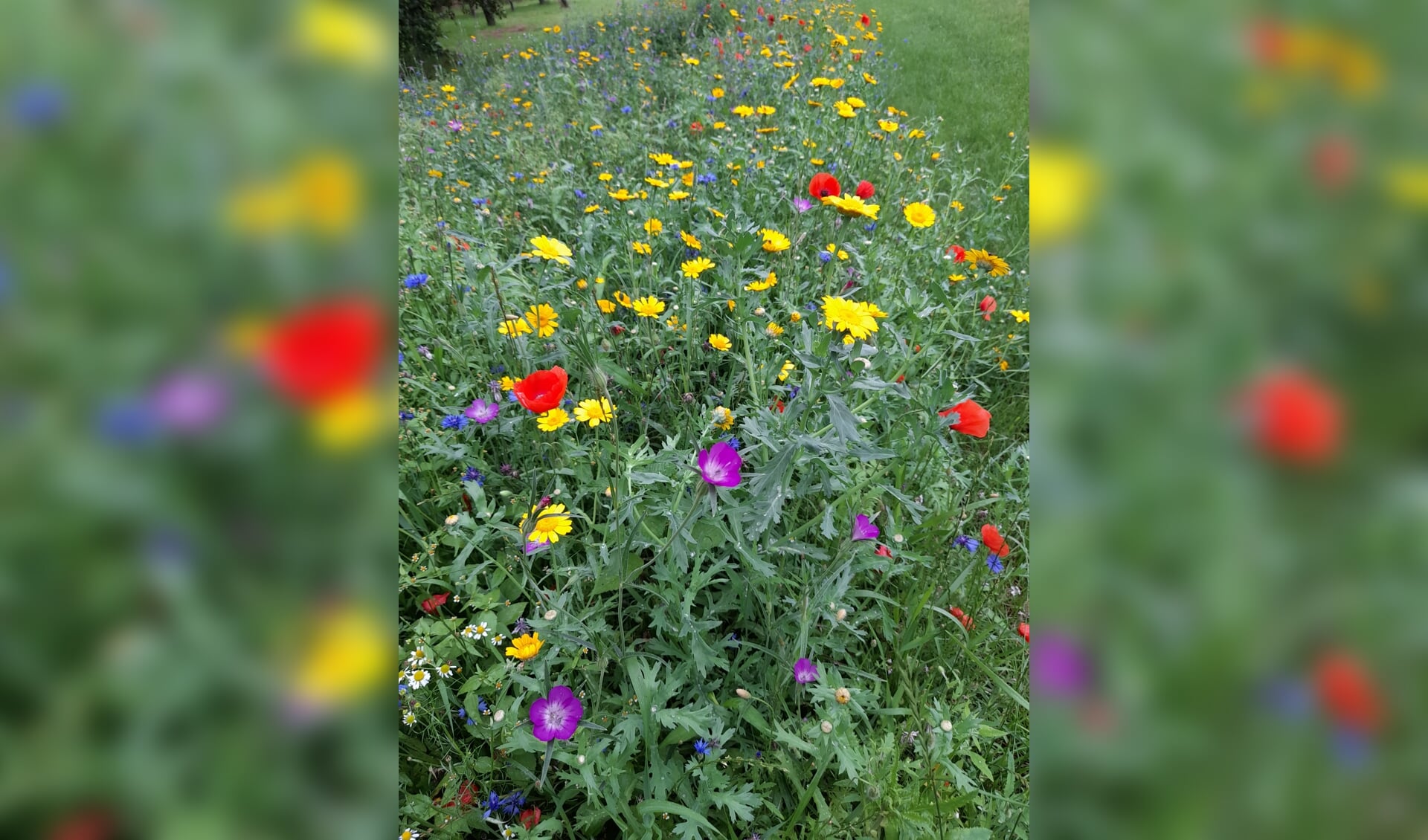De zaaiactie ‘wilde bloemen- en akkerrandzaad’ van de Werkgroep Buitengebied Halle leverde mooie beelden op. Foto: Erna Vink