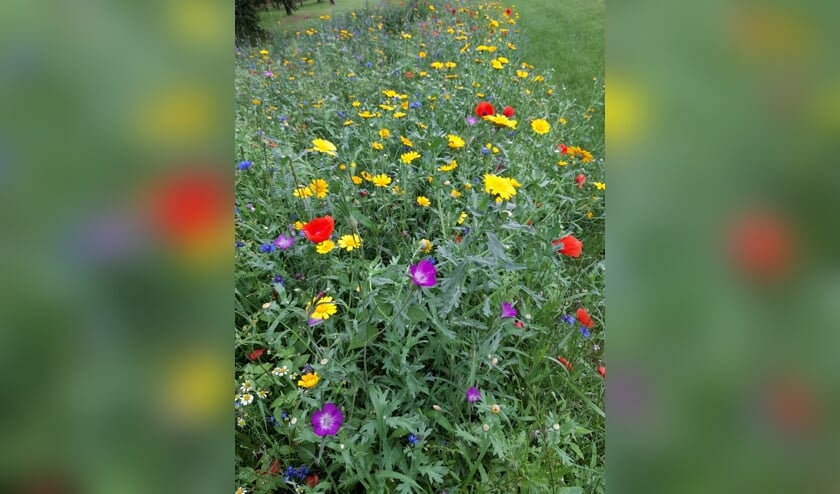 De zaaiactie ‘wilde bloemen- en akkerrandzaad’ van de Werkgroep Buitengebied Halle leverde mooie beelden op. Foto: Erna Vink