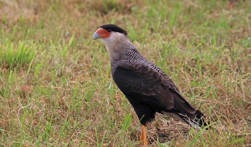 Kuifcaracara gespot in het Achterveld. Foto: Benno Stortelder