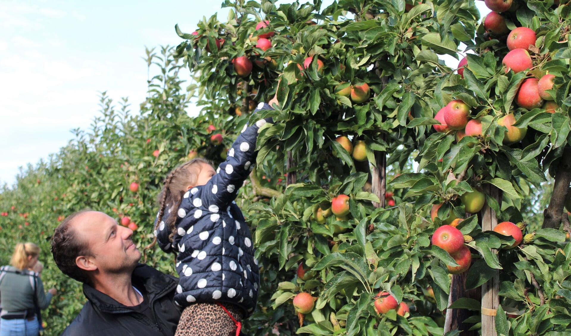 Een vader tilt zijn dochter hoog op om een mooie appel te plukken. Foto: Fruitboerderij Horstink