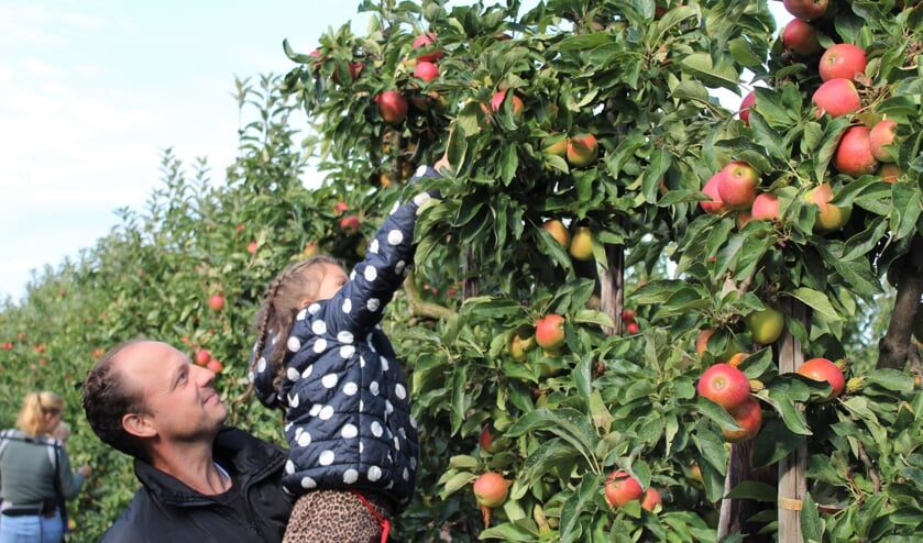 <p>Een vader tilt zijn dochter hoog op om een mooie appel te plukken. Foto: Fruitboerderij Horstink</p>