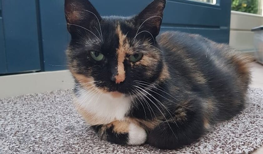 <p>Muis. Eigen foto</p>