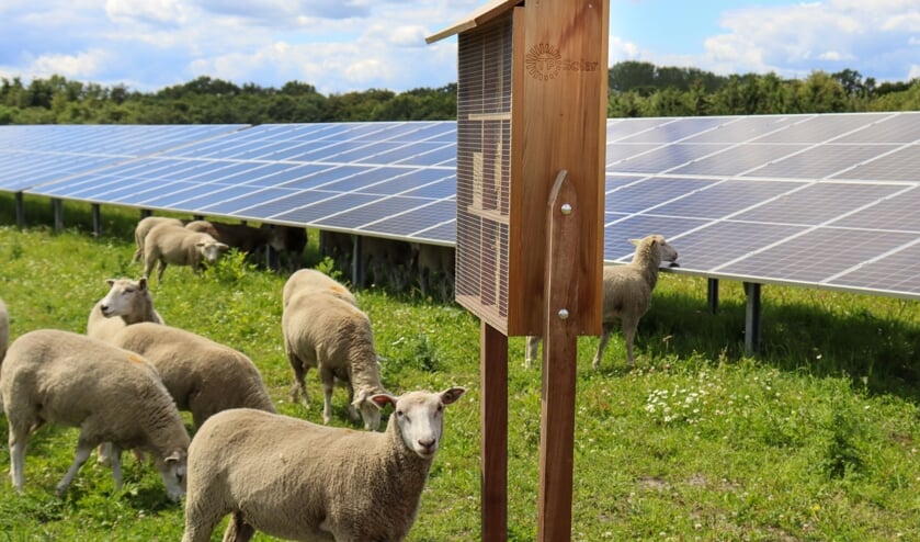 Schapen en insectenhotel op Zonnepark Armhoede. Foto: TPSolar