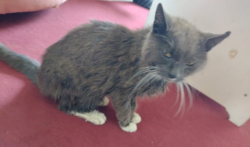 <p>Kater Rammel is donkergrijs met een witte bef en sokjes. Foto: PR</p>