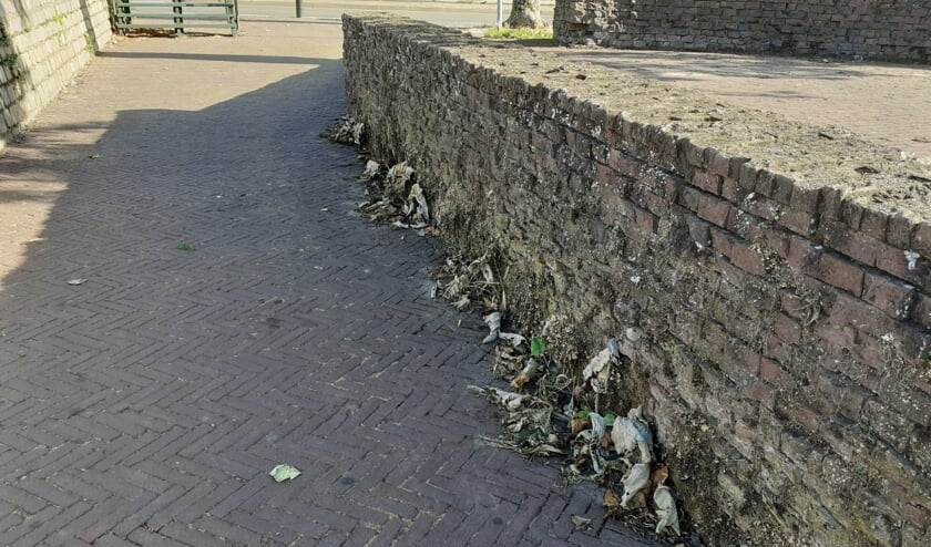 <p>Verschroeide zeldzame muurplanten op het Vispoortplein. Foto: Alize Hillebrink</p>