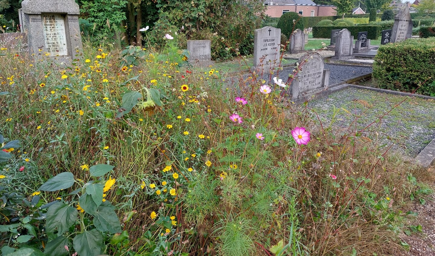 Bloemen bloeien half september nog op de oude begraafplaats. Foto: Karin Stronks 