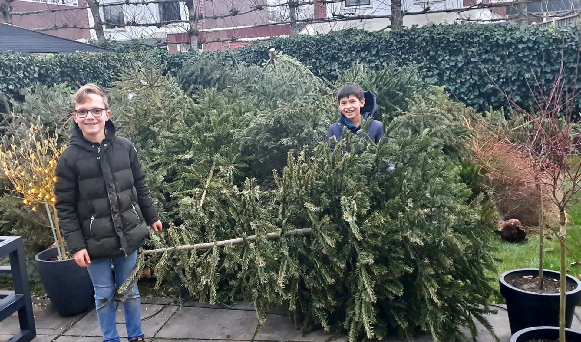 Thijn Trekop (links) en Niels Maat waren er druk mee. Ze zamelden maar liefst 185 kerstbomen in. Foto: Circulus-Berkel