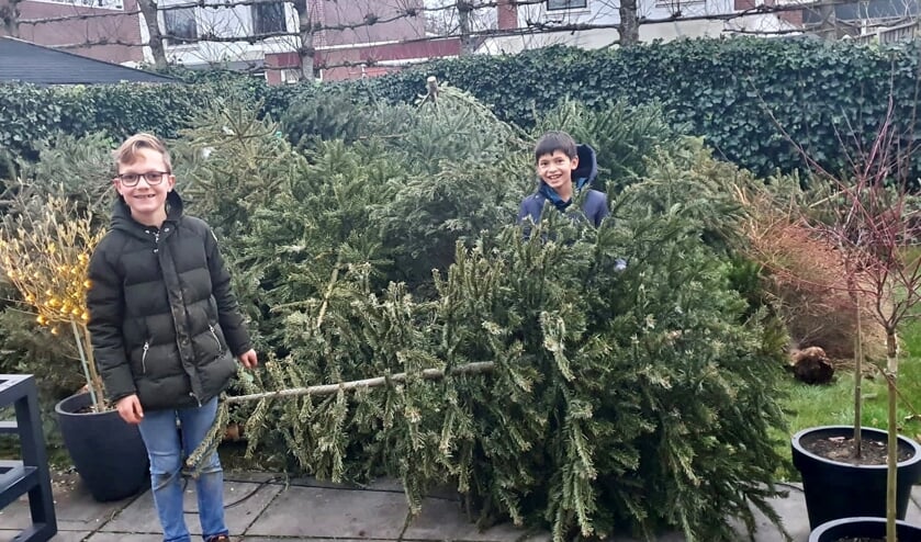 <p>Thijn Trekop (links) en Niels Maat waren er druk mee. Ze zamelden maar liefst 185 kerstbomen in. Foto: Circulus-Berkel</p>  