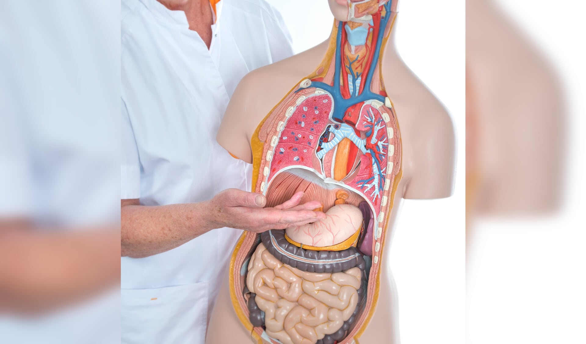 Verpleegkundige toont een medisch model van organen zoals maag en slokdarm. Bron: Medische Fotografie Gelre ziekenhuizen
